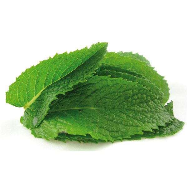 Z/Savky  ASA Fresh  100 ks biele- do vypredania