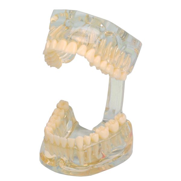 Študijný model Transparent
