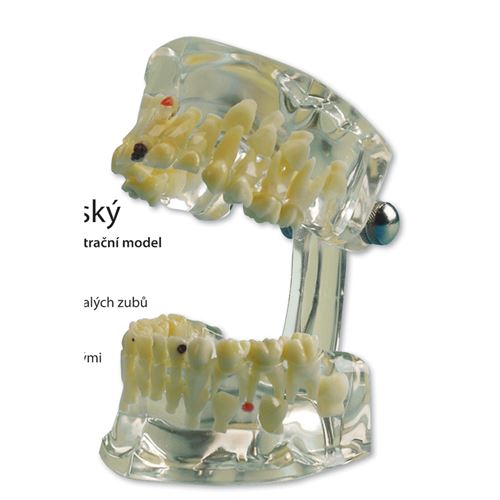 Študijný model Transparent Detský